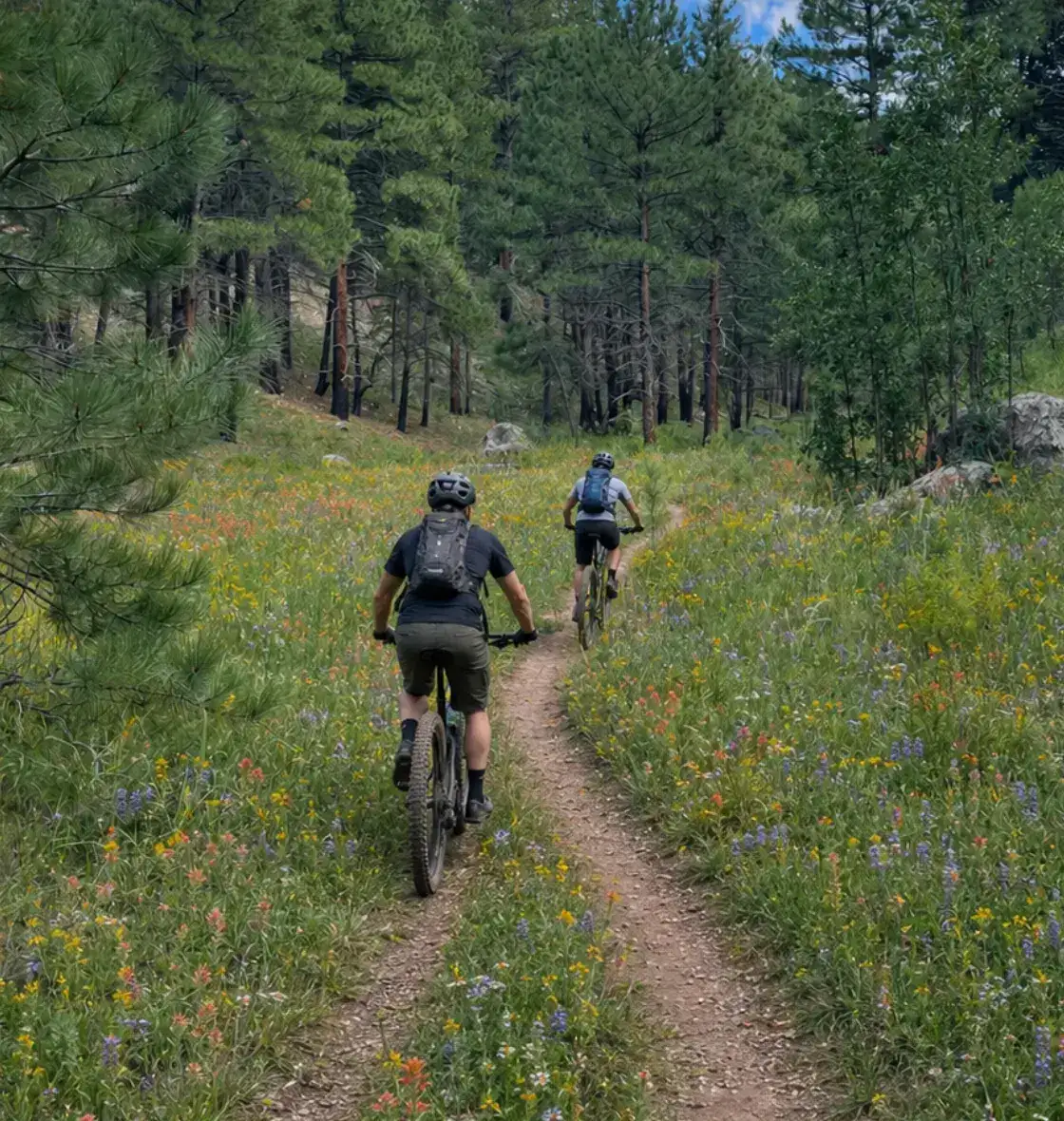 Private trails through ponderosa pines at Forest Highlands in Flagstaff